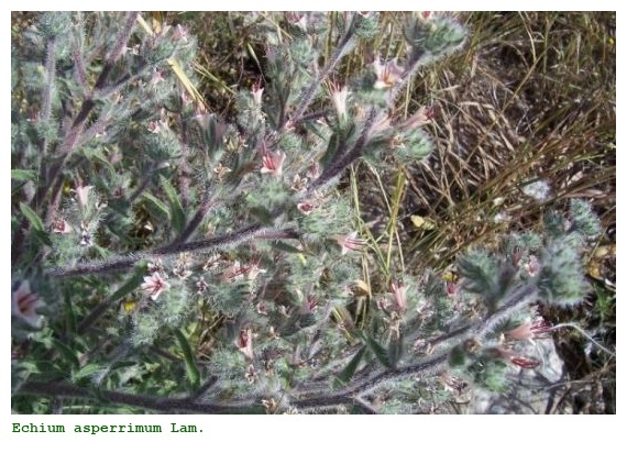 Echium asperrimum Lam.